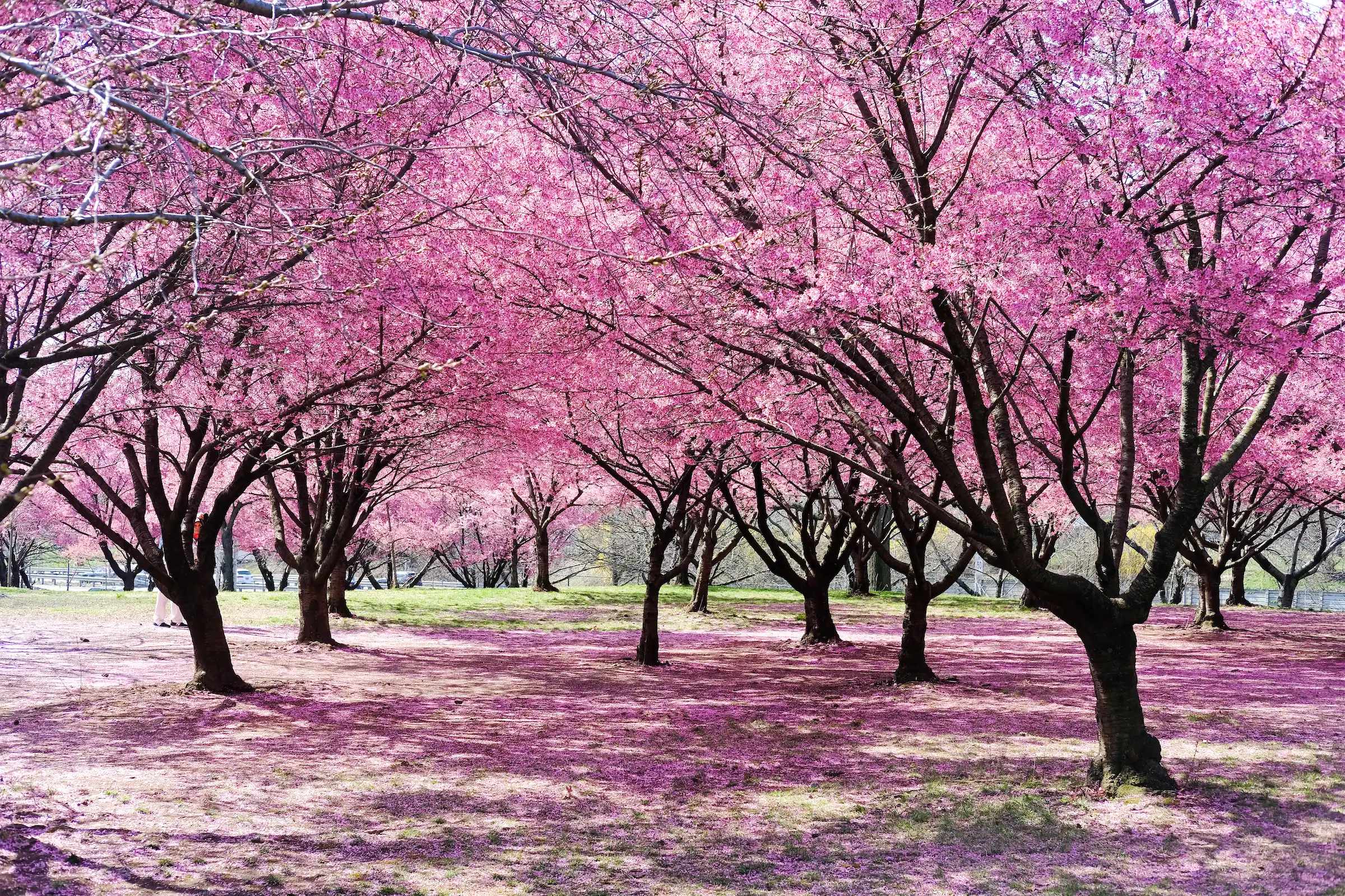 🌳 미와케모리 공원(미와케모리 코엔) 이미지 9